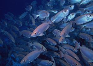 東横INN札幌すすきの交差点:快適な滞在と便利なアクセスを提供するビジネスホテル