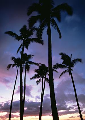 大阪空港からアクセス便利！東横イン大阪伊丹空港の魅力と詳細情報