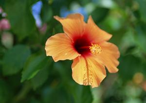 東横INNウランバートルホテル【公式】：快適なビジネス滞在をサポートする市内中心のホテル